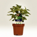 product_2820_image_36642.jpg