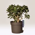 product_2814_image_36617.jpg